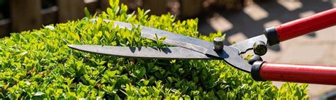 klippa buxbom i april