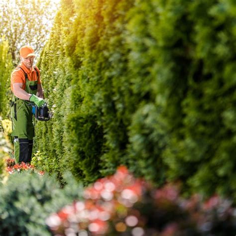 klippa thuja november