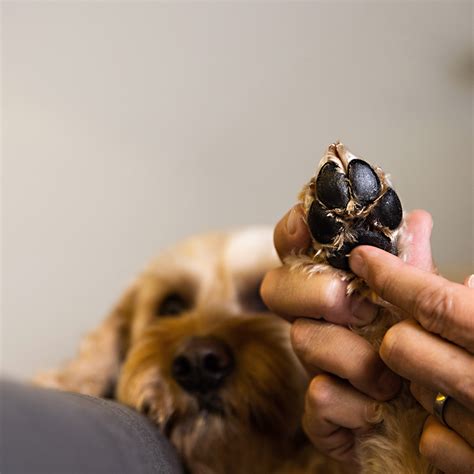 klo  flora in  inom trampdyna hund