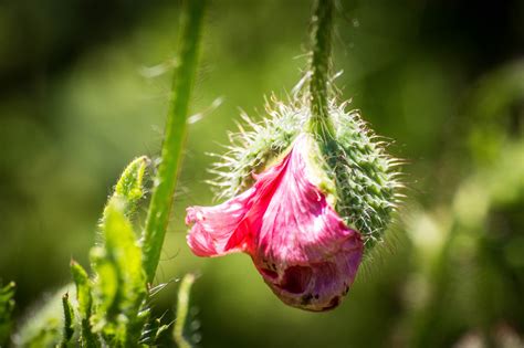 knopp blomma