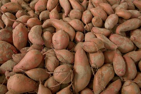 Knowledge Of Knowing North Carolina Sweetpotatoes North Taxonomy Worksheet Sixth Grade - Taxonomy Worksheet Sixth Grade
