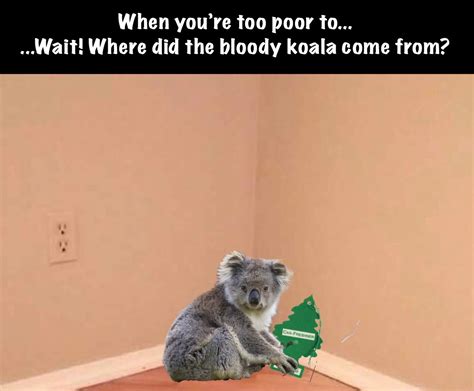 Koala Christmas Memes