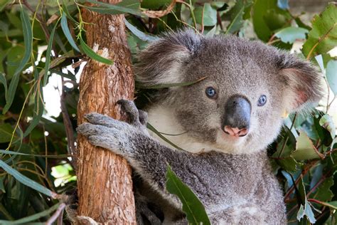 koala in australia only