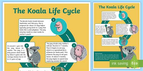 Koala Lifespan