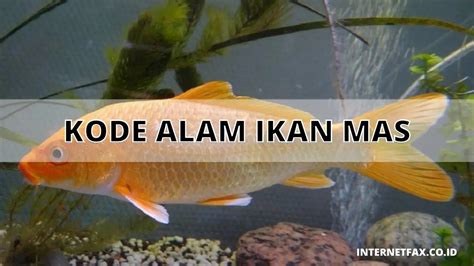 Kode Alam Ikan Mas - No Ikan Togel
