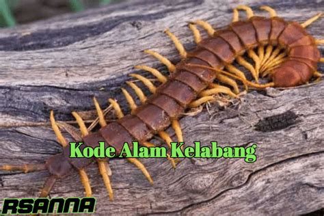 KODE ALAM KELABANG ❤️‍🔥 Kode Alam Kelabang 2D 3D 4D di Buku Mimpi dan Erek Erek