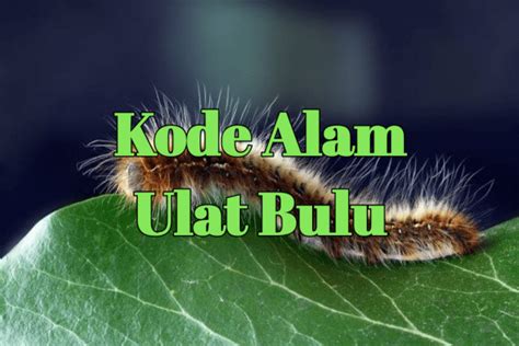 KODE ALAM ULAT BULU - Berapa Nomor Ulat Bulu Menurut Kode Alam Versi Mbah Dingklang