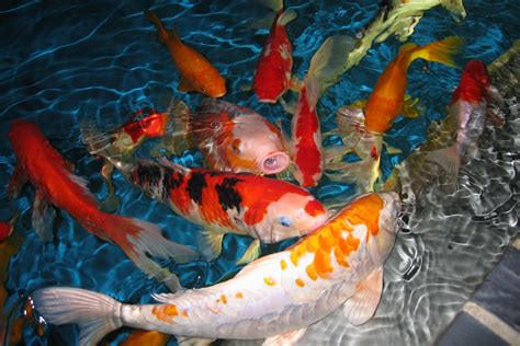 Koi Fish Definition