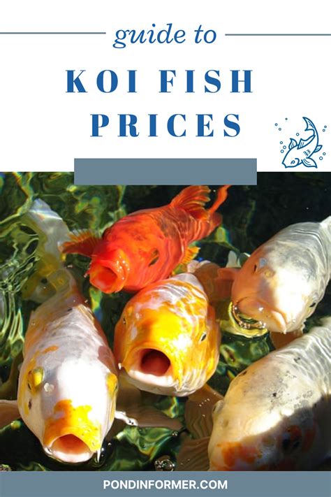 Koi Value Guide