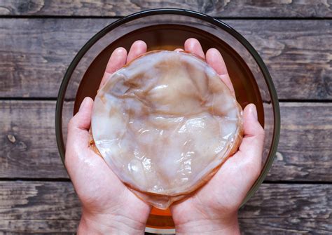 kombucha scoby förvaring