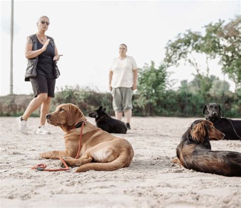 komm hundeschule erfahrungen