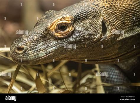 komodo florida