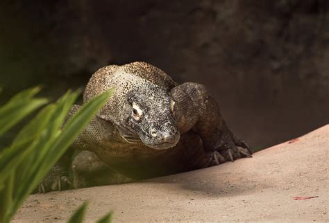 Komodo Island Monitor