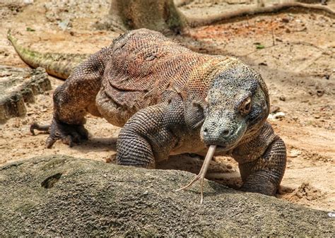 komodovaran springer