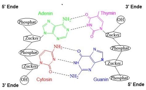 komplementär dna bedeutung