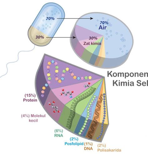 Komponen Penyusun Sel