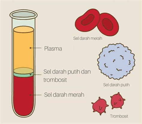 komponen sel darah putih