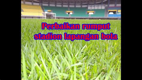 Kondisi Rumput Zoysia Lapangan Bola Pertasi Karena Panas Lapangan Madukismo - Lapangan Madukismo