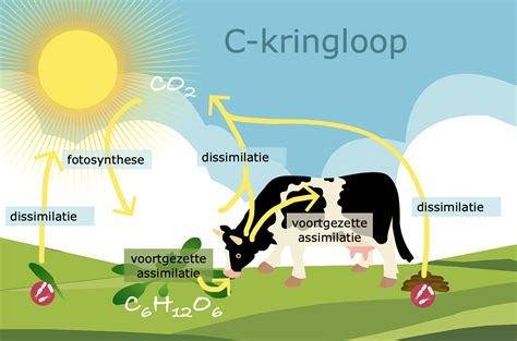 koolstofkringloop uitleg