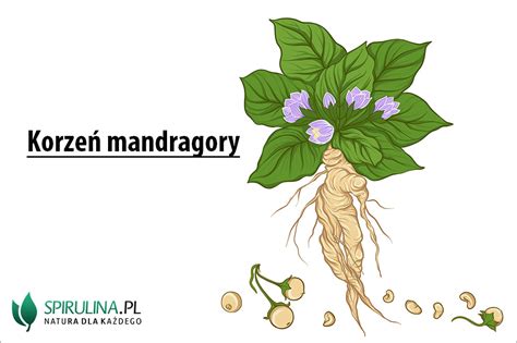 korzen mandragory sklep