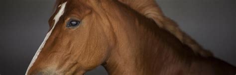 kotledsinflammation häst behandling