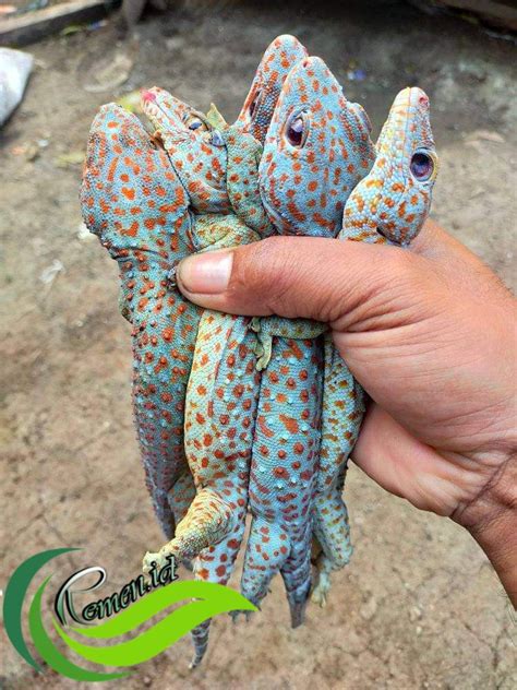 kotoran tokek | Waswas Kotoran Tokek di Kamar Mandi Buya