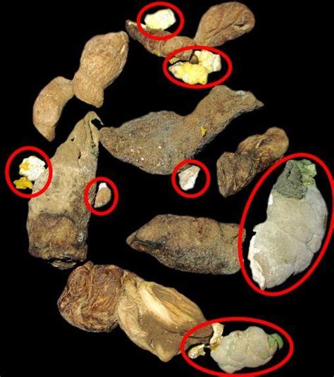 kotoran ular | b cnh cng trong Ting Indonesia dch