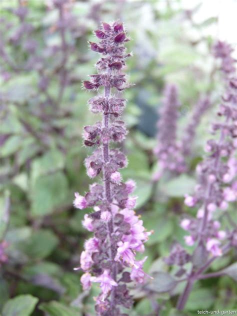 kräuter sonne oder halbschatten