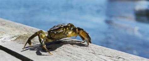 krabbfiske västkusten