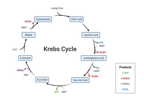 krebs cycle experiments in chemistry