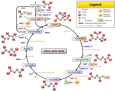 krebs cycle experiments to do at home