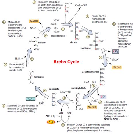 Krebs Cycle Pdf