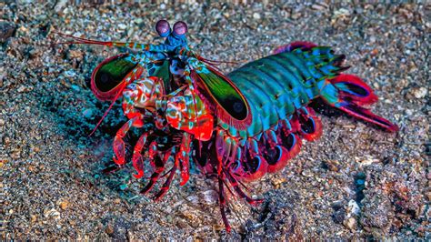 krewetka modliszkowa