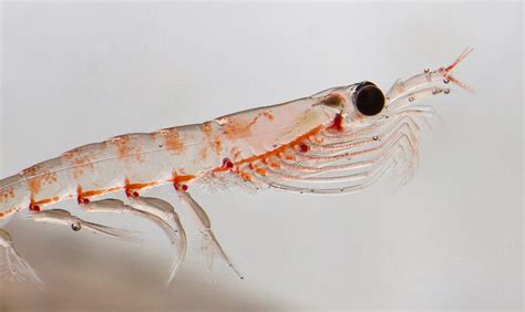 Full Download Krill 
