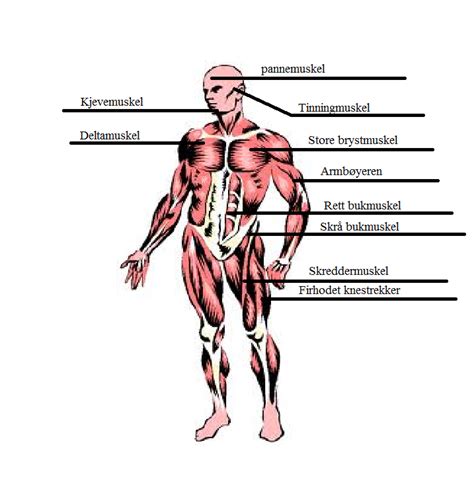 kroppens 10 största muskler
