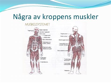 kroppens muskler och funktion
