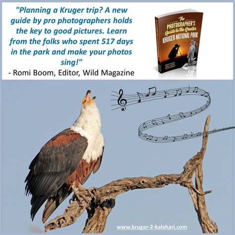 kruger for beginners planning your first visit to