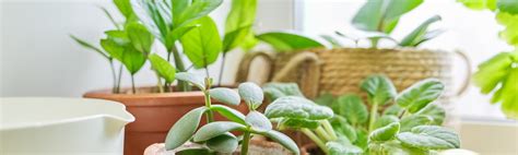 krukväxter  likt trivs  inom sol