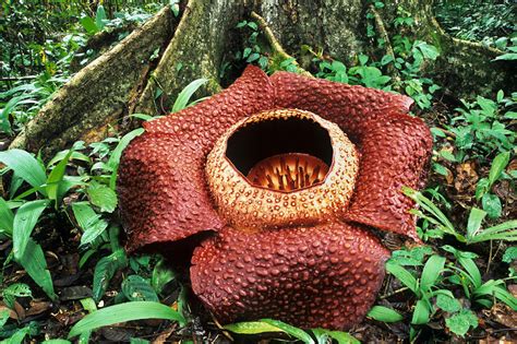 krukväxter regnskogen