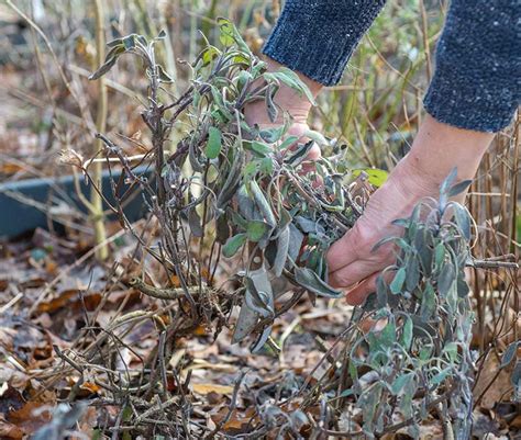kryddsalvia klippa ner