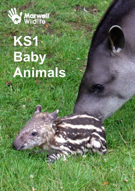 Ks1 Baby Animals Marwell Wildlife Colden Common Winchester Blank Clock Faces Ks1 - Blank Clock Faces Ks1