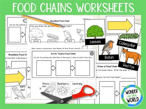 Ks1 Food Chain Activities Amp Resources Twinkl Animals Food Chain Worksheet - Animals Food Chain Worksheet