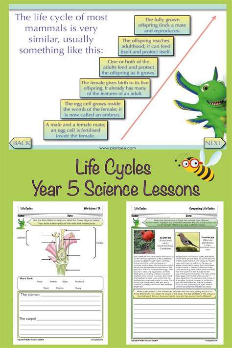 Ks2 Ks3 Science The Life Cycles Of Different Lifecycle Of A Bird - Lifecycle Of A Bird