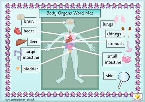 Ks2 Main Organs Of The Human Body Worksheet 5th Grade Organ Systems Worksheet - 5th Grade Organ Systems Worksheet