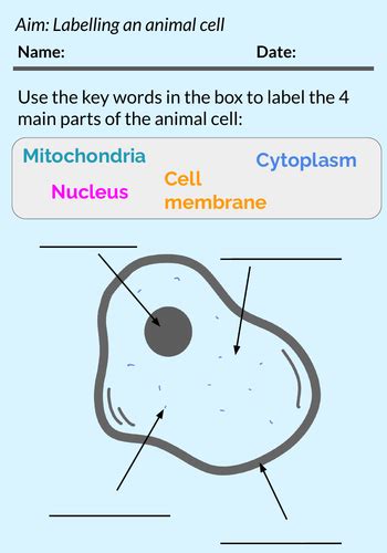 Ks3 Labelling Animal Cells Worksheet Teaching Resources Labeling Cell Organelles Worksheet - Labeling Cell Organelles Worksheet