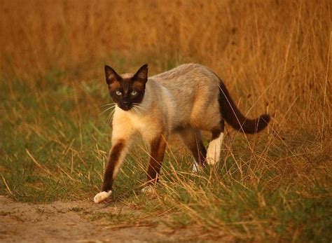 kucing coklat | Ziana Zahim Dapur Mami Keysi Cookpad