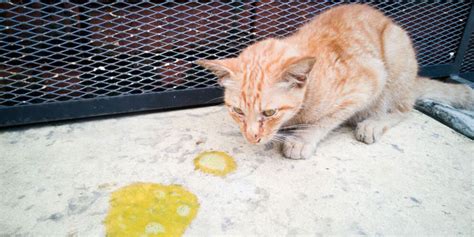 kucing muntah kuning