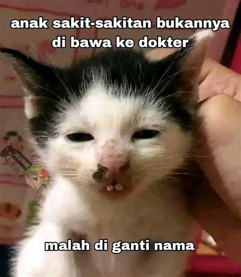 KUCING MEME - + Gambar Meme Kucing Lucu & Kucing Gratis