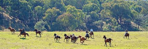 Kuda Berlari Kencang Pedesaan Free Video On Pixabay Kuda Lari - Kuda Lari