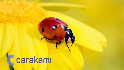 RTP KUMBANG4D RTP Live: Info Bocoran RTP Slot Online Gacor